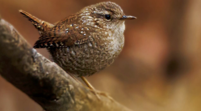 A Winter Wren in central NC